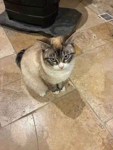 chatte lost   19270 Donzenac Mimine