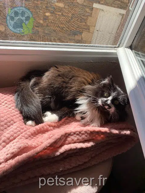 chatte lost   19240 Saint-Viance Mouska