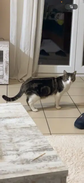 chatte lost   19270 Ussac Nounoussa