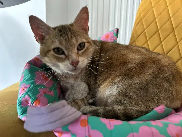 chatte lost   19250 Meymac Peche