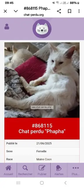 chatte lost   19100 Brive-la-Gaillarde Phapha