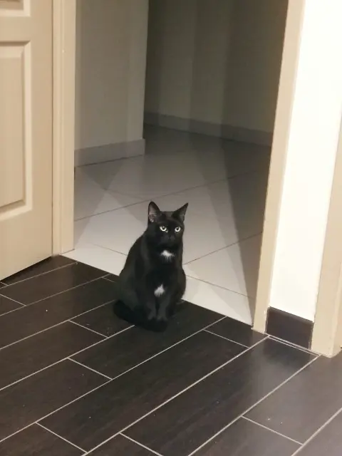 chatte lost   19270 Sainte-Féréole Rush Valley