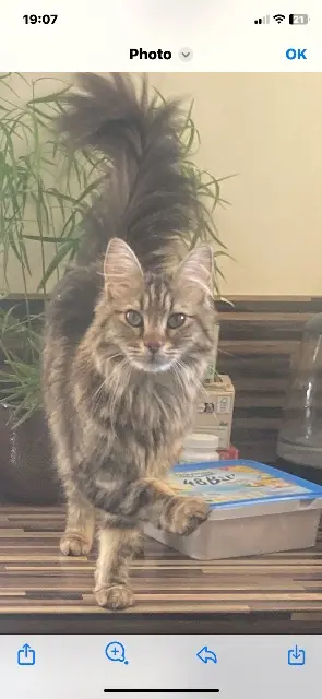 chatte lost   19360 Cosnac Uhaïna