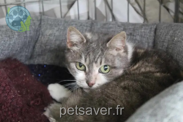 kat vermist 19190 Lanteuil Vanette kat lost 19190 Lanteuil Vanette