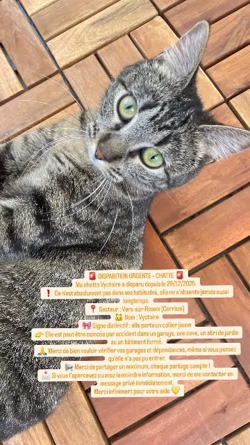 chatte lost   19130 Vars-sur-Roseix Vyctoire