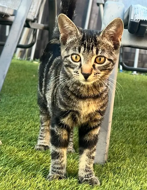 chatte lost   21240 Talant Ava