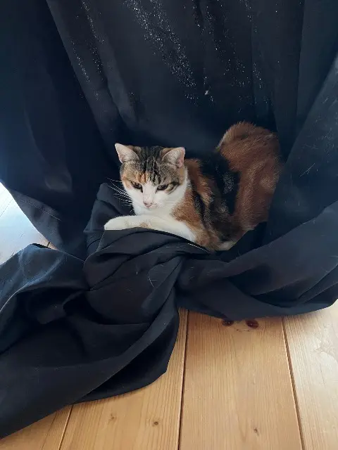 chatte lost   21120 Gemeaux Aya