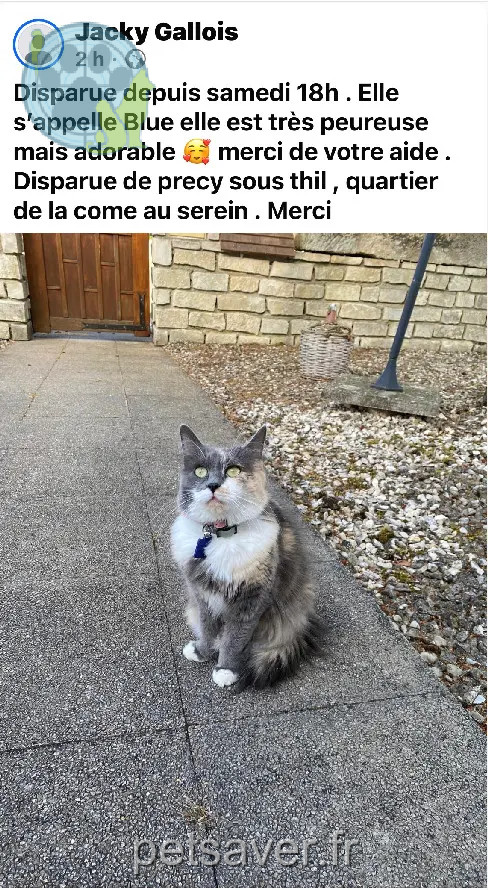 Chatte Perdue 21 Côte-d'Or - Blue Chatte Perdue 21 Côte-d'Or - Blue