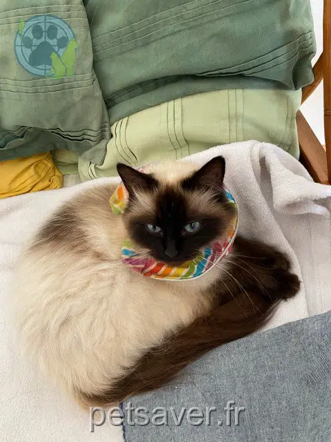 chatte lost 21121 Val-Suzon Chachatte