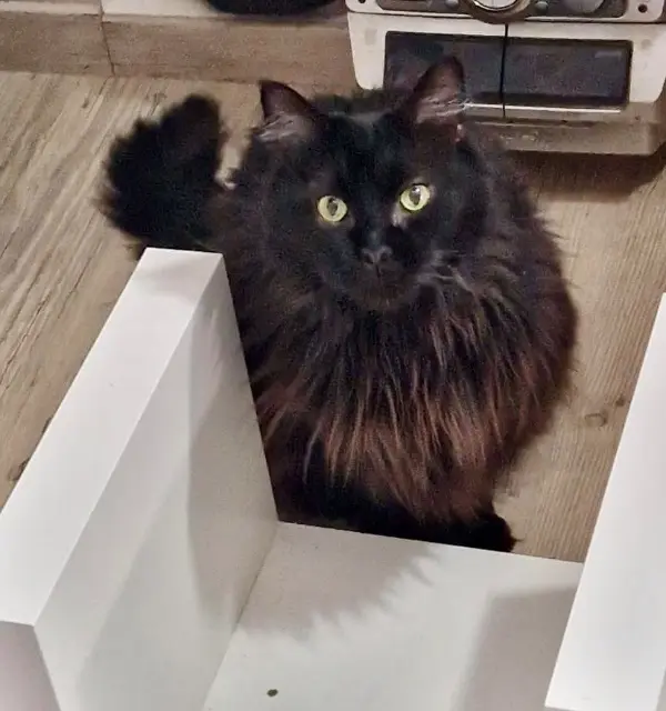 chatte lost   21560 Remilly-sur-Tille Chanelle