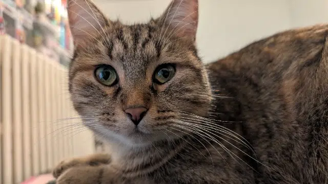 chatte lost   21000 Dijon Angel