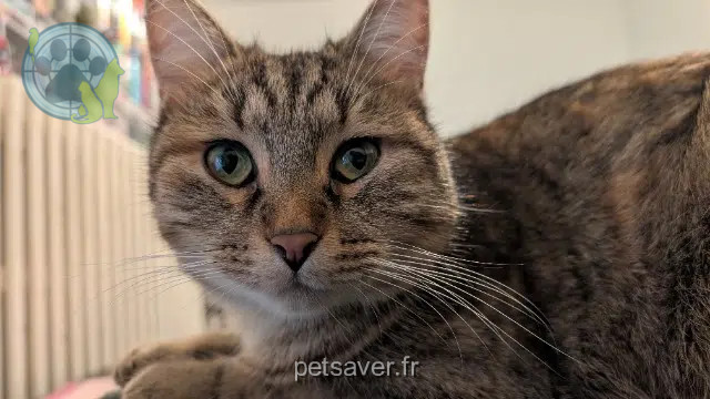 cat lost 21000 Dijon Angel cat lost 21000 Dijon Angel