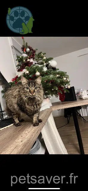 Katze vermisst 21000 Dijon Boo Katze lost 21000 Dijon Boo