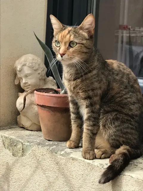 chatte lost   21000 Dijon Caline