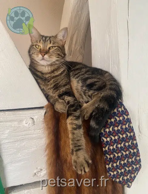chatte lost   21000 Dijon Cats