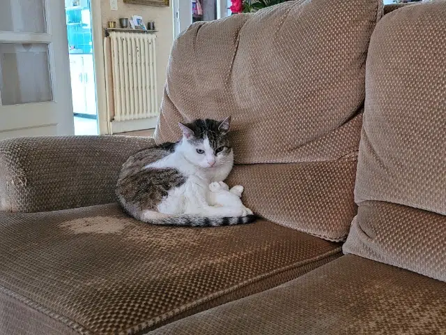 chatte lost   21000 Dijon Chounette