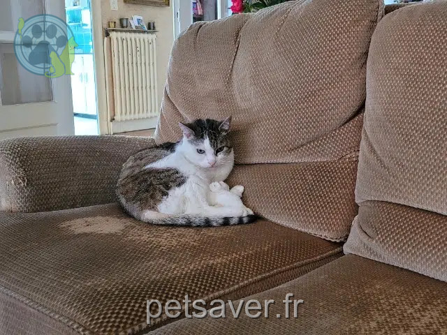 cat lost 21000 Dijon Chounette cat lost 21000 Dijon Chounette