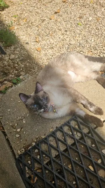 chatte lost   21000 Dijon DOUCHKA