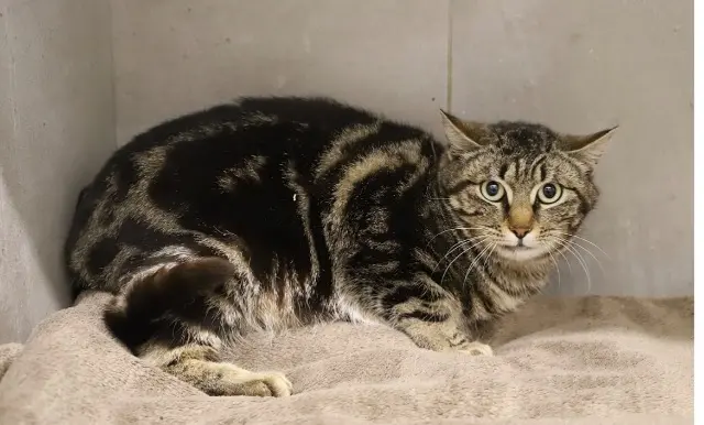 chatte lost   21000 Dijon Frimousse