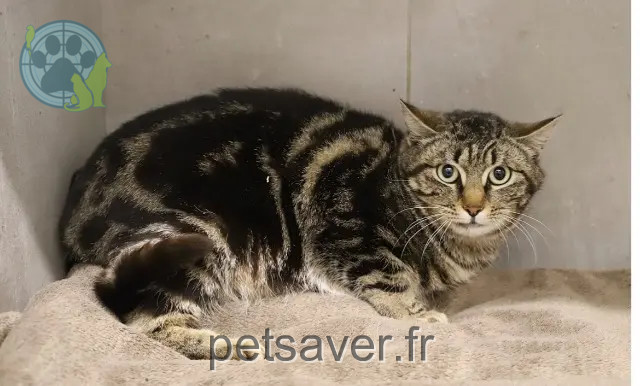gata perdida 21000 Dijon Frimousse gata lost 21000 Dijon Frimousse