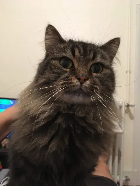 chatte lost   21000 Dijon Glue