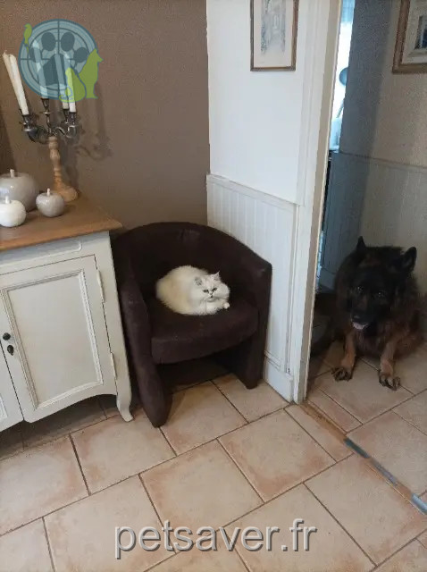 chatte perdue 21000 Dijon LEELOU chatte lost 21000 Dijon LEELOU