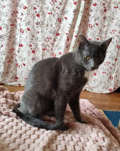 chatte lost   21000 Dijon Mimine