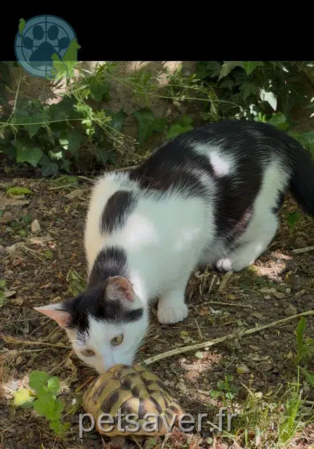 Katze lost   21000 Dijon Nobi