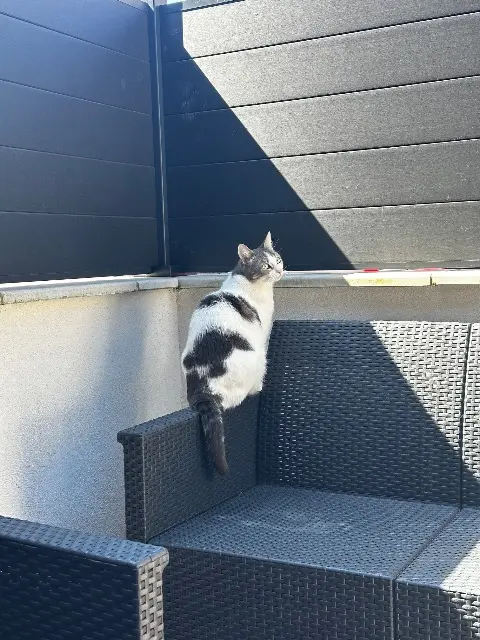 chatte lost   21000 Dijon Pitchoune