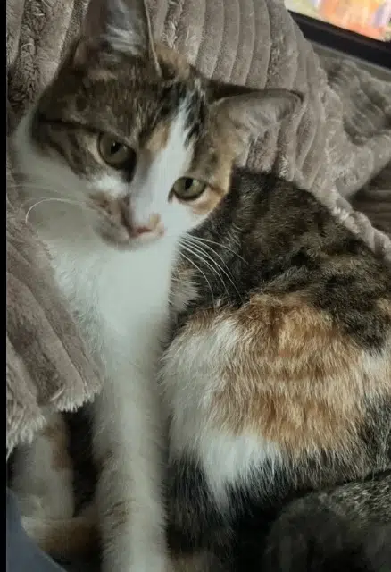 chatte lost   21000 Dijon Pookie