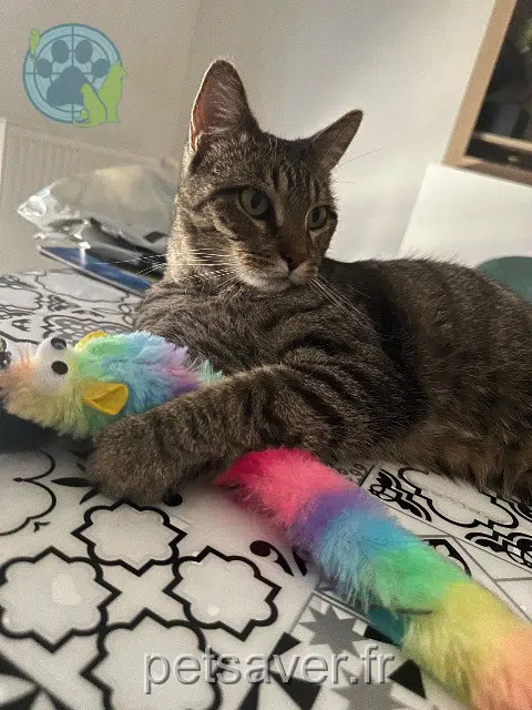 kat vermist 21000 Dijon Simba kat lost 21000 Dijon Simba