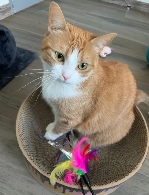 chatte lost   21000 Dijon Thaïs