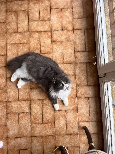 chatte lost   21000 Dijon Topette