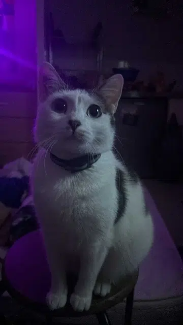 chatte lost   21000 Dijon Vicky