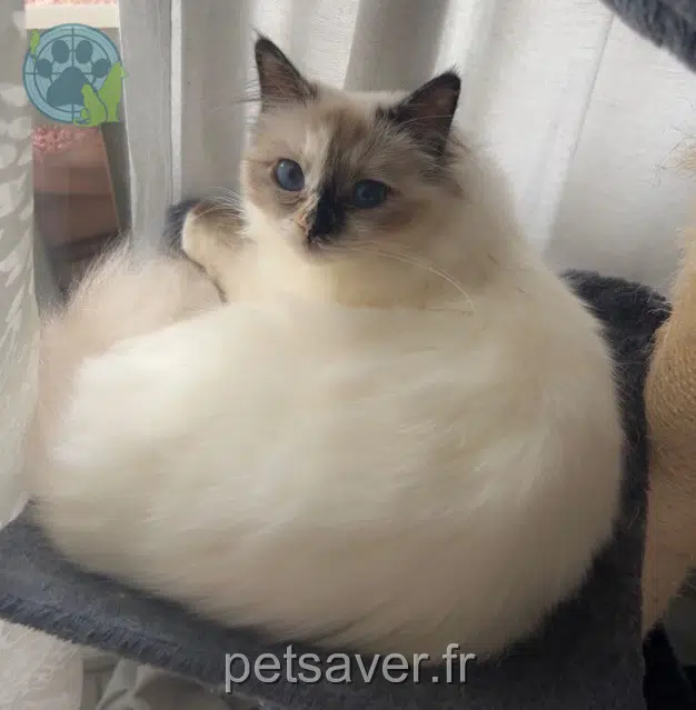chatte lost   21000 Dijon Youtou