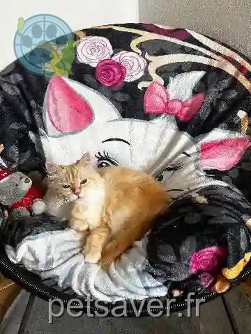 Chatte Perdue 21 Côte-d'Or - Duchesse Chatte Perdue 21 Côte-d'Or - Duchesse