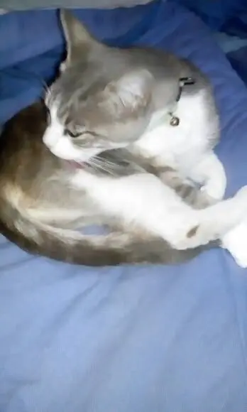 chatte lost   21170 Losne Juliette