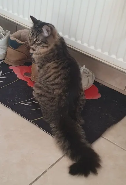 chatte lost   21120 Gemeaux Liloo