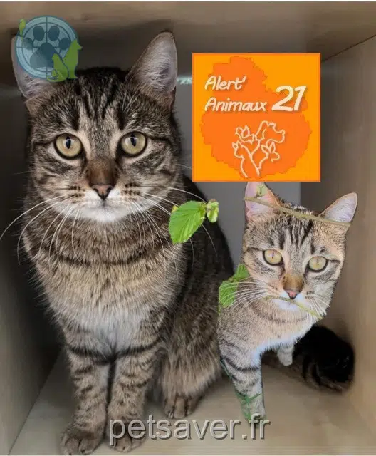 chatte lost   21110 Longchamp Litchi