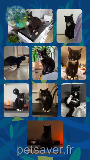 chatte lost   21270 Binges Mammouth