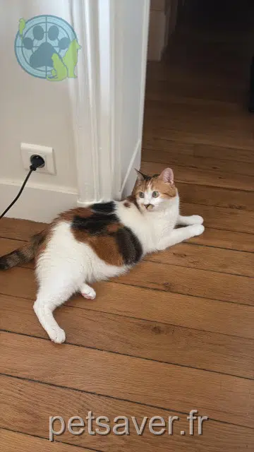 chatte lost 21700 Magny-lès-Villers Mila