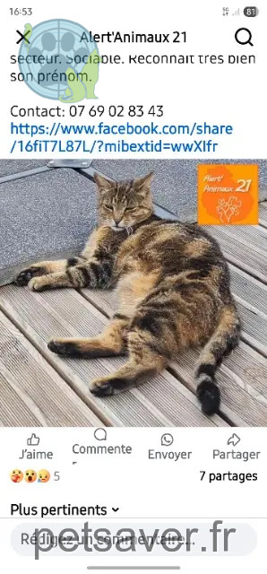 Katze vermisst 21310 Oisilly Milka Katze lost 21310 Oisilly Milka