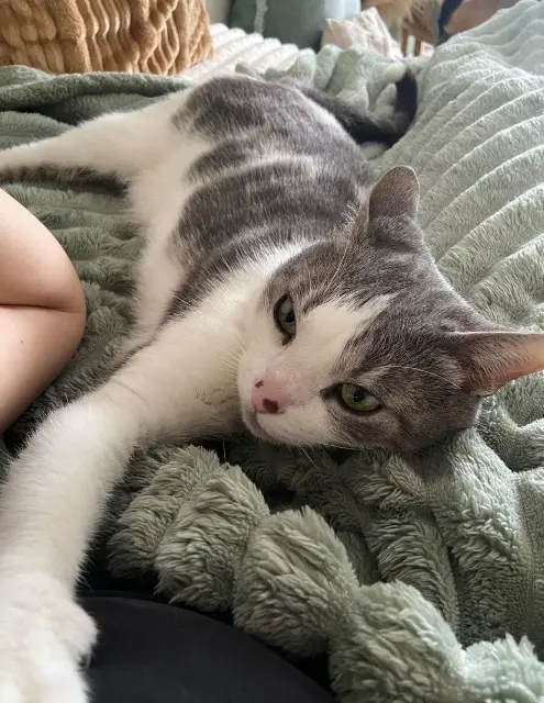 chatte lost   21800 Neuilly-Crimolois Mimi