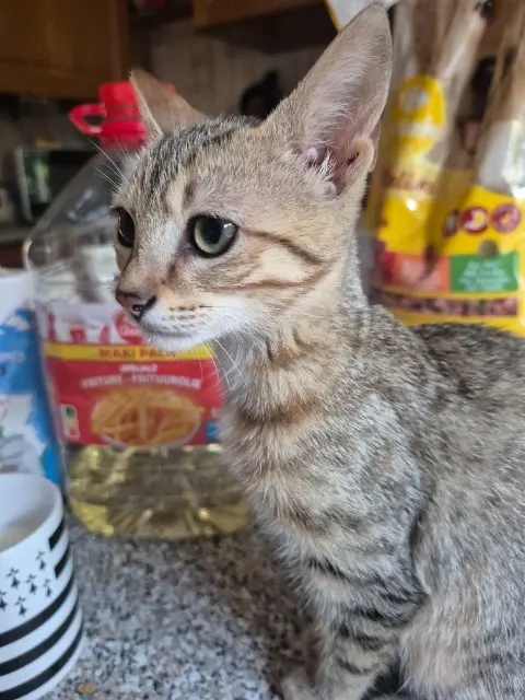 chatte lost   21800 Quetigny Minette