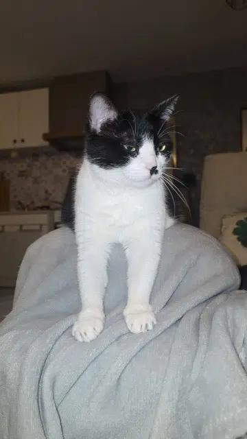 chatte lost   21540 Remilly-en-Montagne Minou