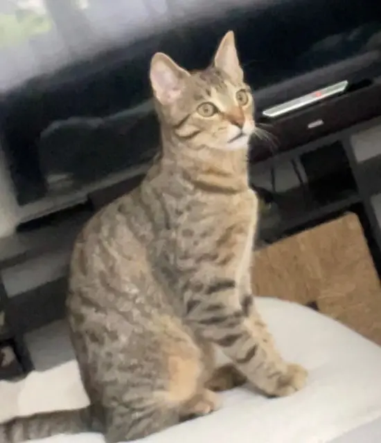 chatte lost   21800 Quetigny Mousse