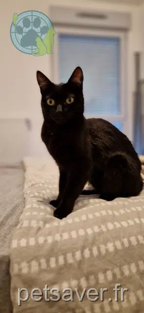 chatte lost   21190 Merceuil Nala