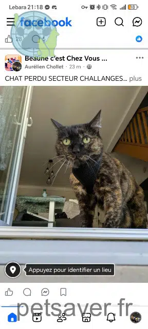 gata lost   21200 Beaune Nina