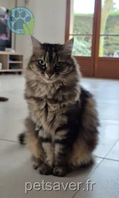 chatte lost 21160 Marsannay-la-Côte Onyx