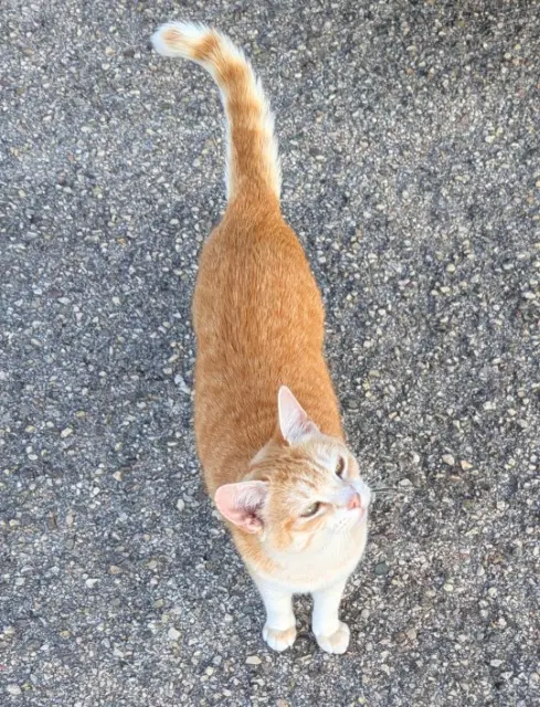 chatte lost   21121 Hauteville-lès-Dijon Pirouette